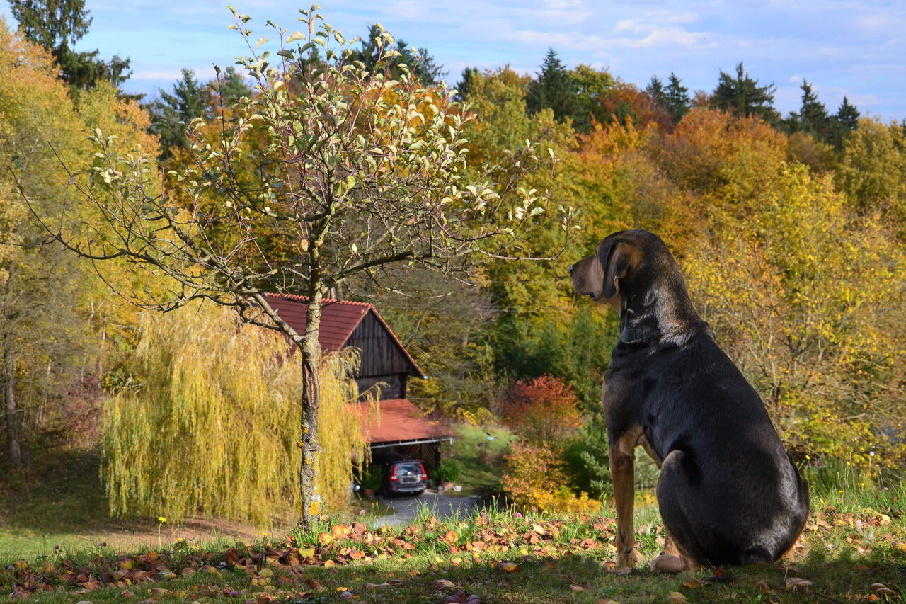 Unser lieber Hund Bruno wacht über den Ofenmacherhof im Herbst