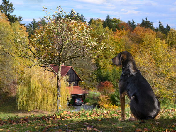Unser lieber Hund Bruno wacht über den Ofenmacherhof im Herbst
